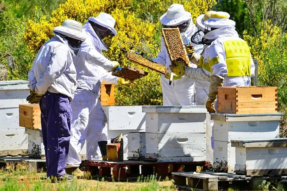 La Provincia impulsa el crecimiento del sector apícola con apoyo y recursos innovadores.