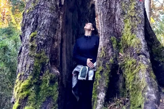 Prioridad: proteger el bosque nativo de Villa la Angostura