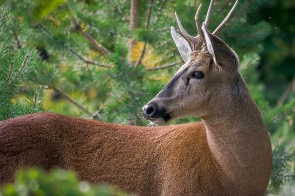 Monitoreo conjunto entre Parques Nacionales y la Provincia sobre un huemul en riesgo.