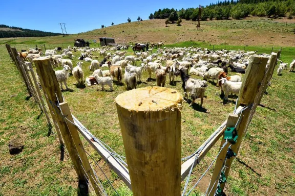 Inicia la segunda etapa del programa de refugios ganaderos en plena veranada.