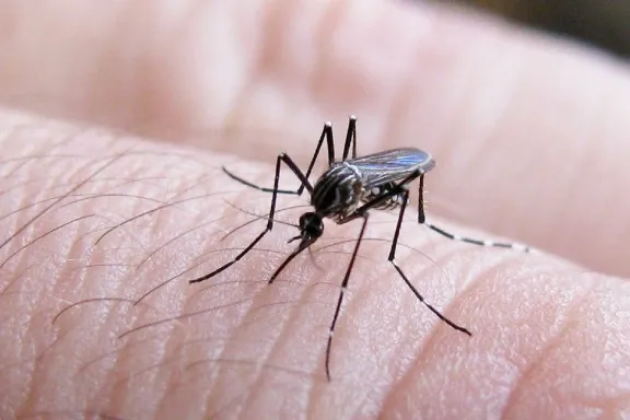 Primera ovitrampa positiva de dengue: ¡alerta en la temporada!