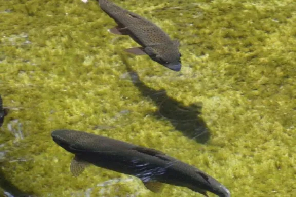 La Piscicultura de Plottier recibe visitas este verano para disfrutar de la naturaleza.