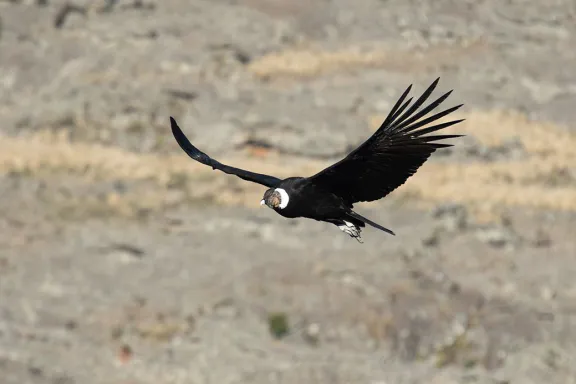 El cóndor andino: símbolo del cielo patagónico y su conservación.