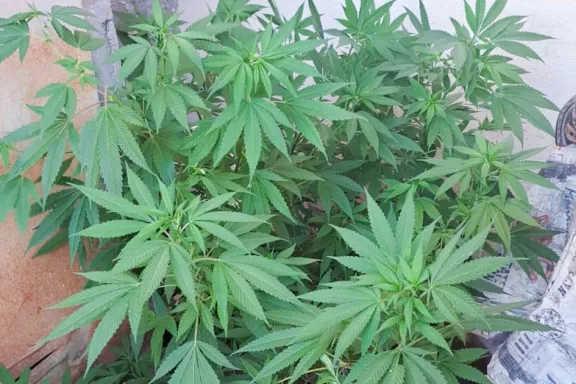 Allanamiento exitoso: secuestran un arma y plantas de cannabis.