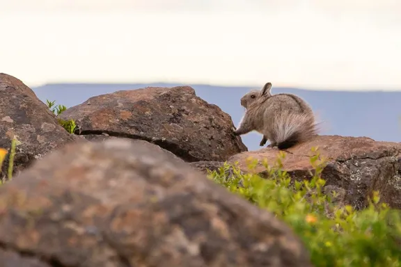El chinchillón: el pequeño habitante de las montañas que no conocías.