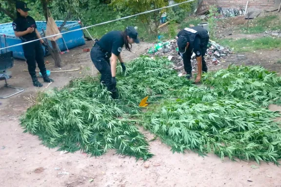 La Policía de Neuquén allanó un lugar y secuestró armas y plantas de cannabis.