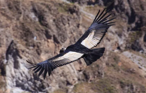 Neuquén llevará a cabo un nuevo Censo Simultáneo de Cóndor Andino este año.