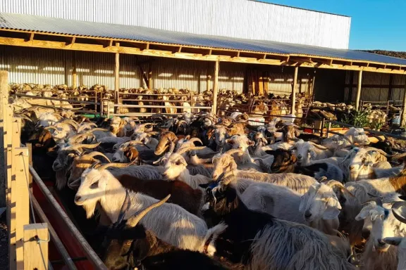 El Gobierno apoya a productores ganaderos en la descarga de animales de refugo.