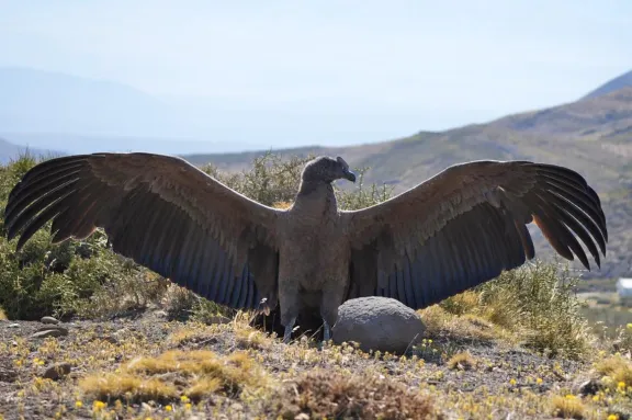 Liberan un cóndor rescatado en el norte de Neuquén, un símbolo de la fauna argentina.