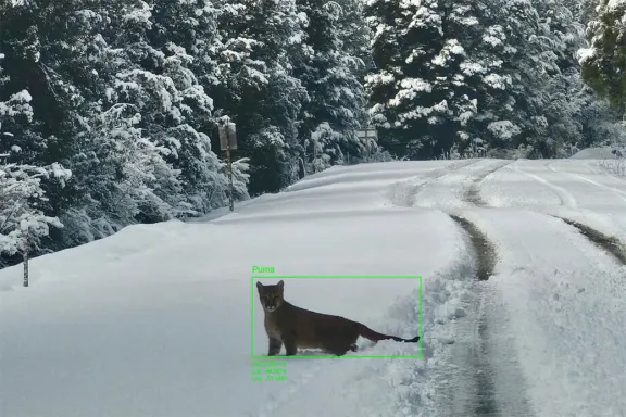 Neuquén utiliza Inteligencia Artificial para preservar su fauna.