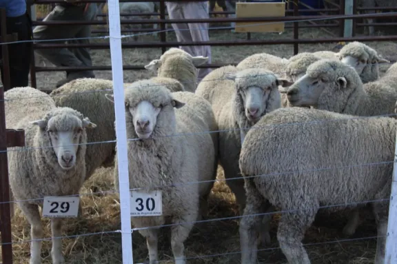 Llega la Feria de Reproductores, Artesanías y Vellones: descubre lo mejor en un solo lugar.