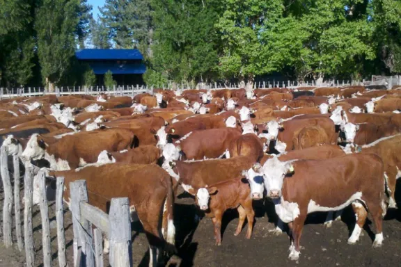 Sequía: ¡Es crucial adoptar el destete precoz ya!
