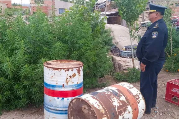 Descubren cultivo clandestino de marihuana con plantas de más de dos metros en la ciudad.