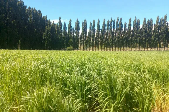 Jornada-Taller sobre Cultivos Forrajeros de Verano Bajo Riego: Aprende y Mejora tu Producción.