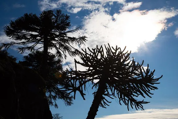 La XVII Fiesta Nacional del Pehuén en Aluminé se acerca: ¡todo lo que tenés que saber!