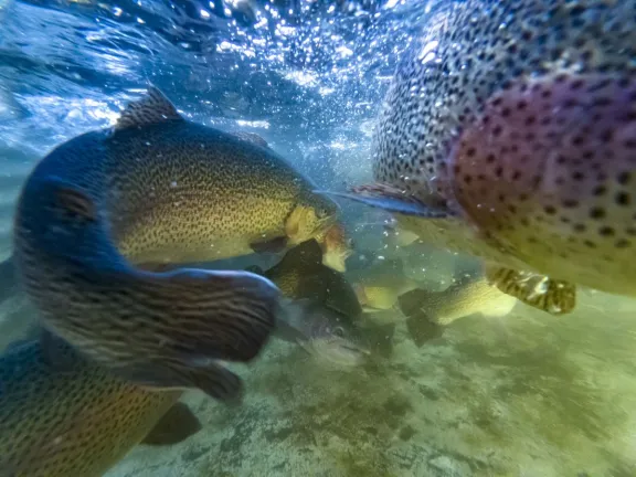 Trucha de Aluminé: calidad y trazabilidad en el pescado argentino.