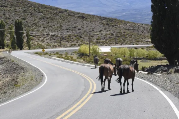 Aumentan controles para evitar animales sueltos en las rutas y garantizar la seguridad vial.
