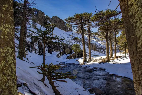 Descubrí Cascada Escondida: un destino invernal de nieve y pehuenes en Primeros Pinos.