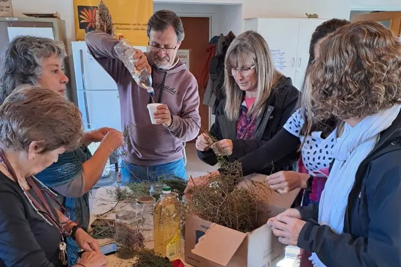 Comienza un curso interactivo de plantas aromáticas y medicinales.