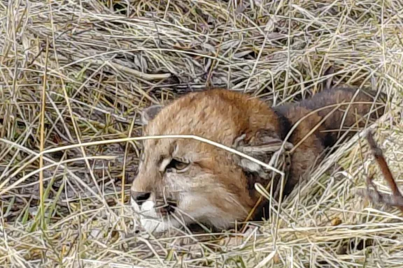 Reubicaron un puma que entró a una posta sanitaria en Kilca.
