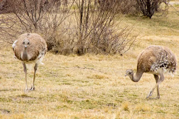 El choique: esencia de las estepas de Neuquén y su importancia ecológica.