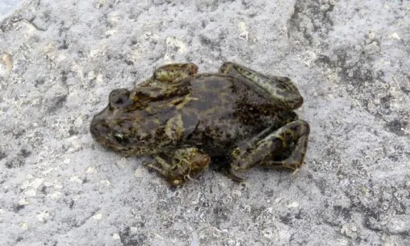 Descubrí la ranita patagónica, un tesoro natural único de Neuquén.