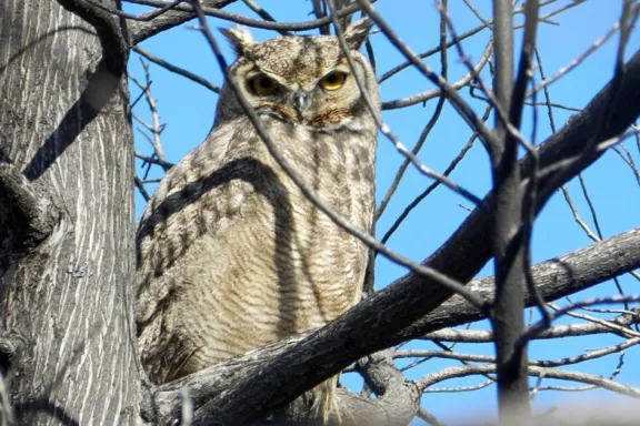 El búho Tucúquere: el cazador nocturno de Neuquén que no deja rastro.
