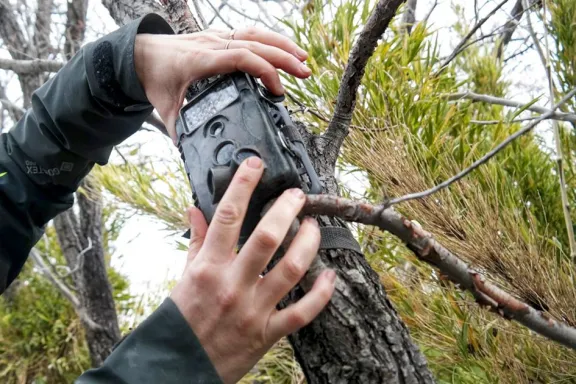 Cámaras trampa revelan el hábitat del Monito del Monte en Copahue.