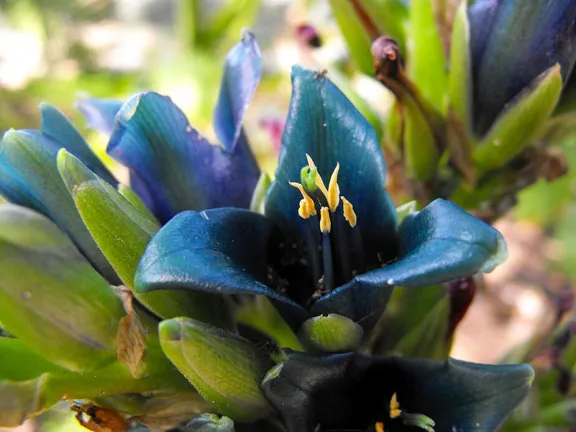 Descubrí la planta de flores azul eléctrico que florece en el norte de Neuquén.