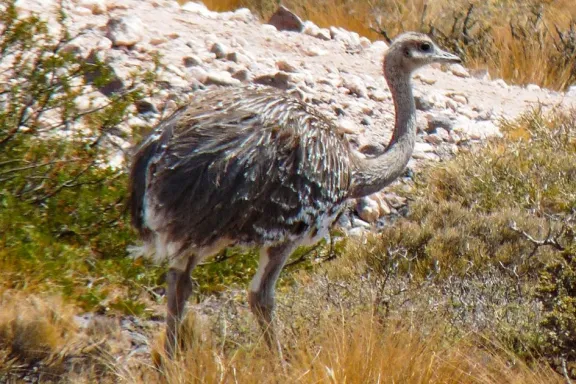 Capacitación gratuita en manejo básico de fauna silvestre: ¡aprendé a proteger la naturaleza!