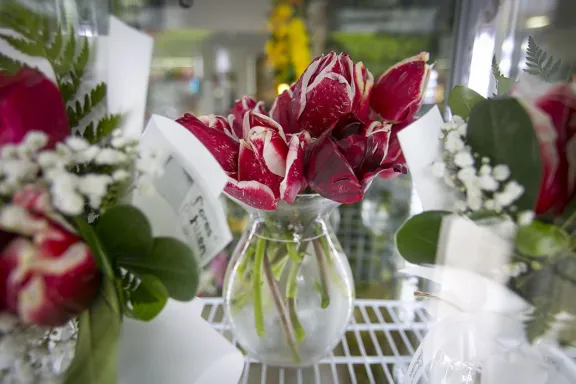 Tulipanes de Huinganco: el regalo ideal para el Día de la Madre.