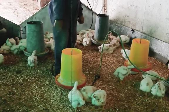 Reforzar la prevención de coccidiosis en aves de corral por las lluvias: claves para cuidar tu granja.