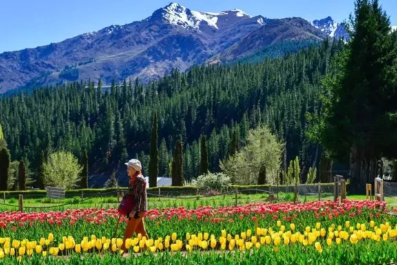 El tulipán, de Asia Central a Huinganco, florece en el norte neuquino.