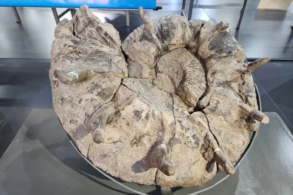 Descubren amonites prehistóricos con espinas de hasta 12 cm en el fondo marino.